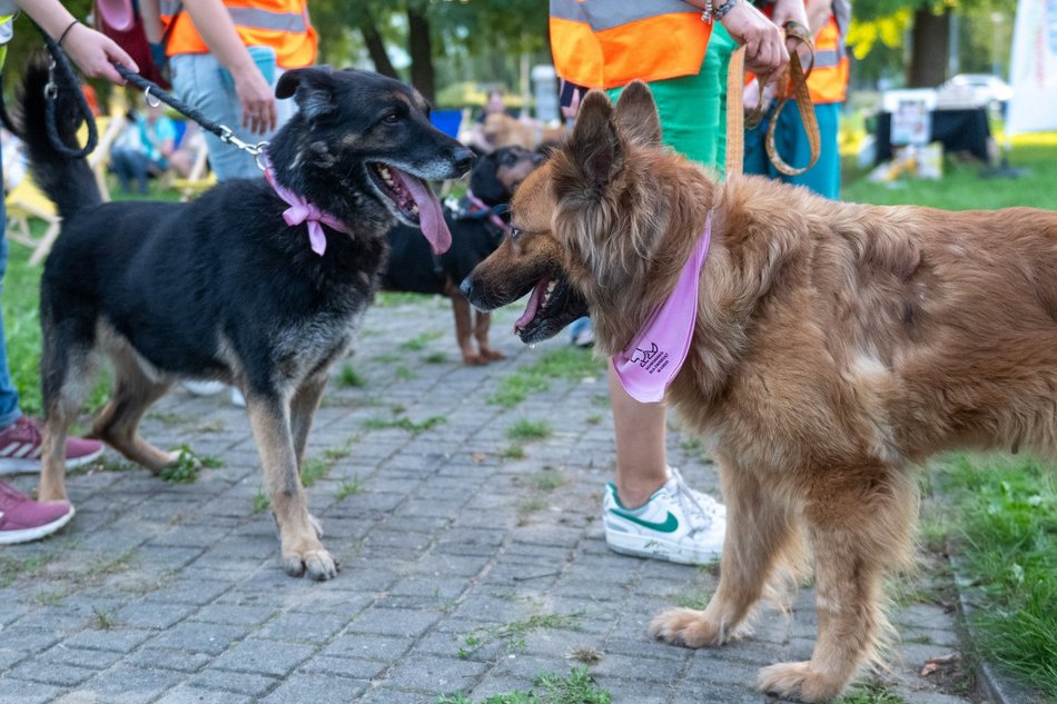 Łódź. Ostatni Psia Polówka w Łodzi za nami. Nic słodszego dziś nie zobaczysz!