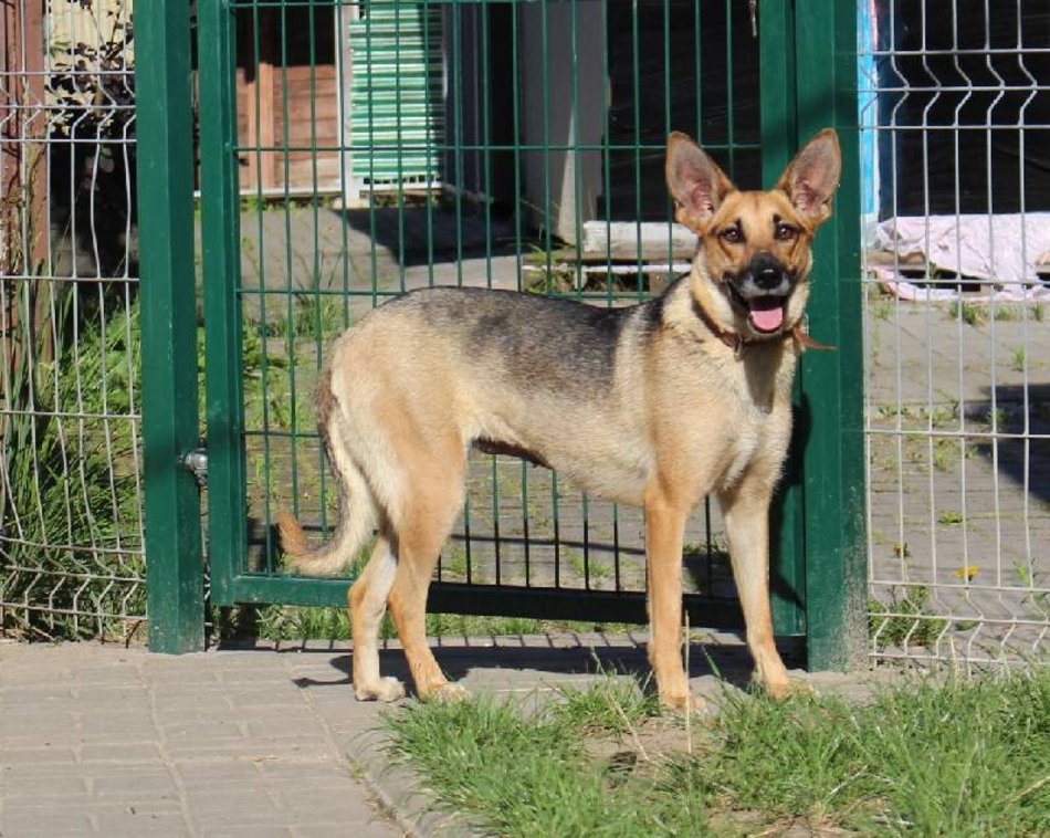 Łódź. Te zwierzaki zdecydowanie za długo czekają na nową rodzinę