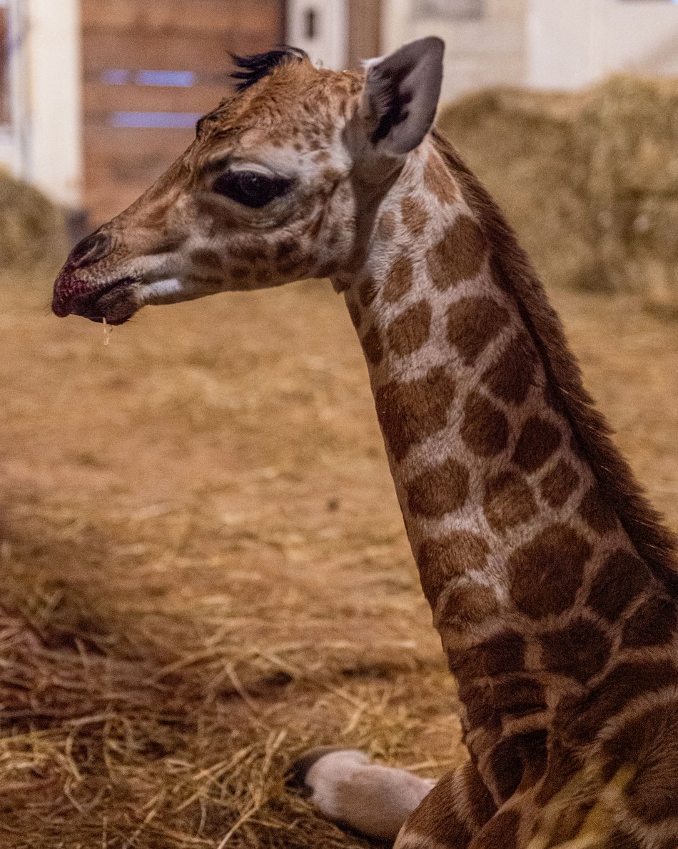 Narodziny żyrafy w Orientarium Zoo Łódź