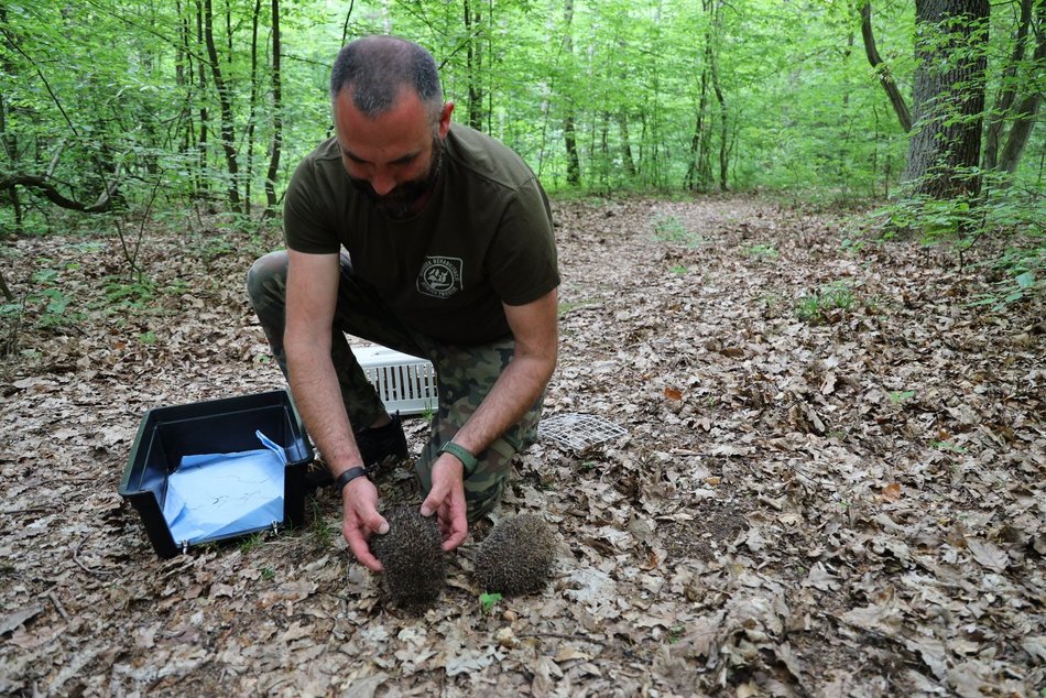 Ośrodek Rehabilitacji Dzikich Zwierząt