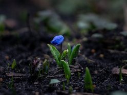 Park Klepacza znów kwitnie. Cebulice, śnieżniki i krokusy. Wiosna w Łodzi