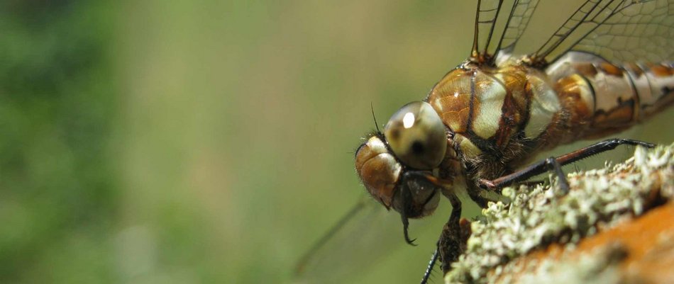 Łódź. Życie pod taflą wody. Niezwykły świat bezkręgowców w łódzkich rzekach