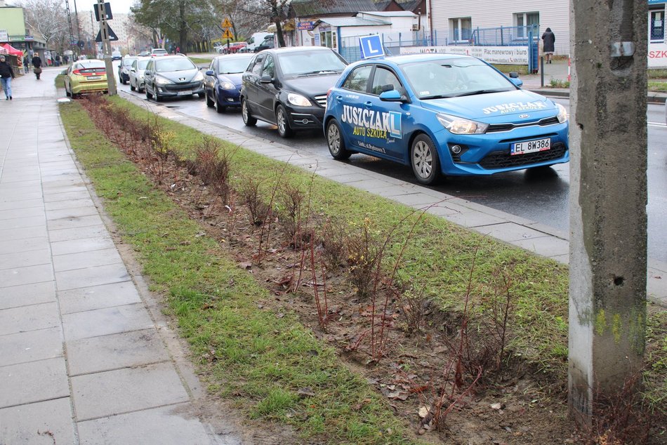 Sadzenie krzewów wzdłuż ulicy Retkińskiej