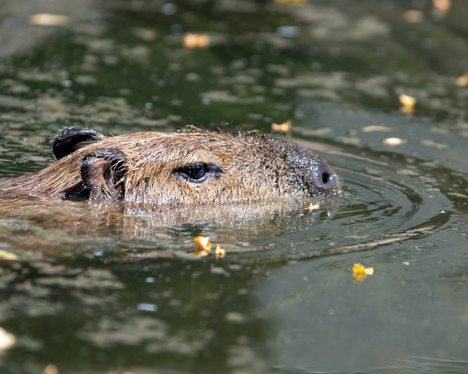 Łódź. Zlot Fanów Kapibary w Orientarium Zoo Łódź i Aquaparku Fala! Tego jeszcze w Polsce nie było!
