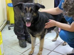 Łódź. Astro jest w schronisku w Łodzi zdecydowanie za długo. Podaruj mu szczęśliwą starość