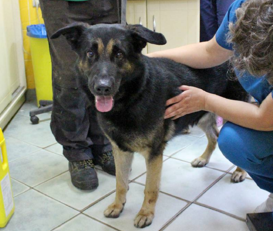 Łódź. Astro jest w schronisku w Łodzi zdecydowanie za długo. Podaruj mu szczęśliwą starość