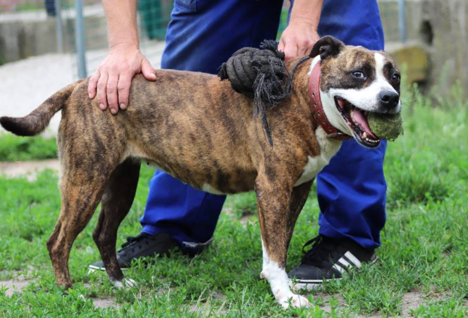 Łódź. Pies Bunia ze schroniska w Łodzi