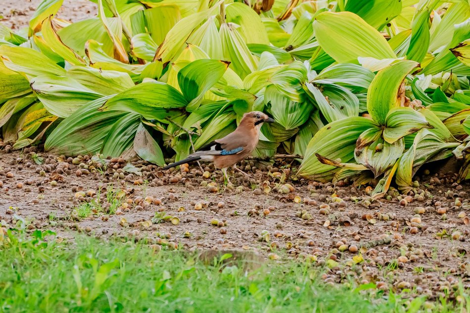 Łódź. Jesień w Ogrodzie Botanicznym w Łodzi. Tam z pewnością pokochasz tę porę roku!