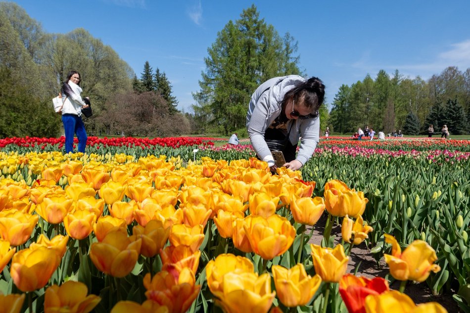 Łódź. Tysiące tulipanów w Ogrodzie Botanicznym w Łodzi. Przyjdź i zobacz je na własne oczy!