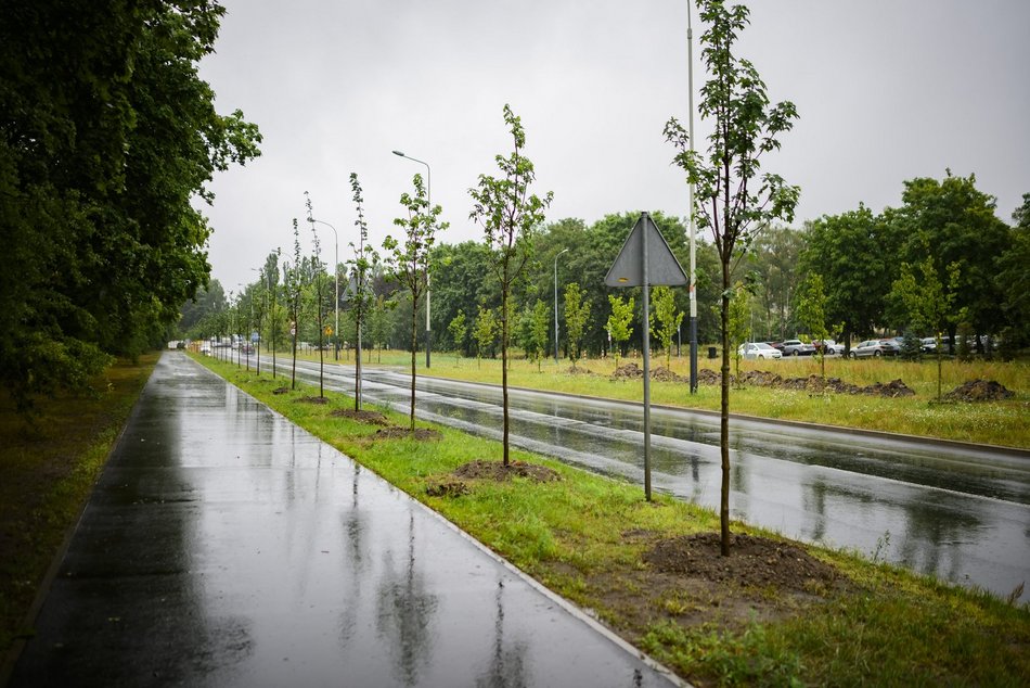 Łódź. Popiełuszki coraz bardziej zielona. Nowe drzewa i krzewy poprawiły estetykę ulicy