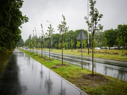 Łódź. Popiełuszki coraz bardziej zielona. Nowe drzewa i krzewy poprawiły estetykę ulicy