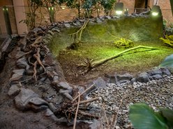 Nowy wybieg dla żółwi w Orientarium Zoo Łódź. Przybędzie 5 nowych osobników.