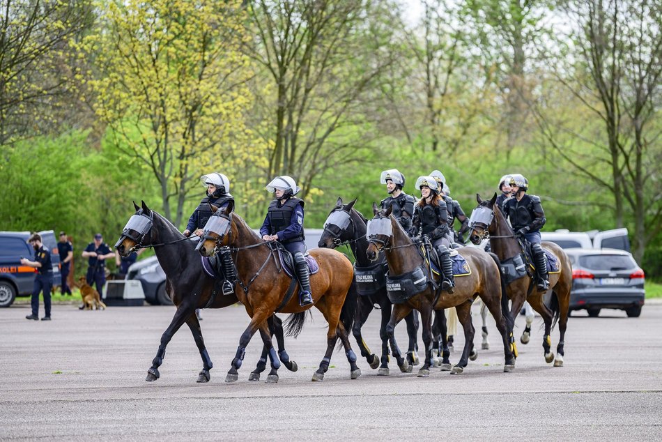 Łódź. Zwierzęta Straży Miejskiej na szkoleniu