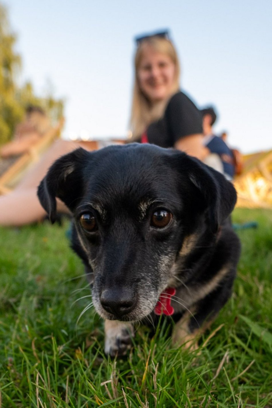 Łódź. Psia Polówka na Widzewskiej Górce. Psiaki przejęły dowodzenie!