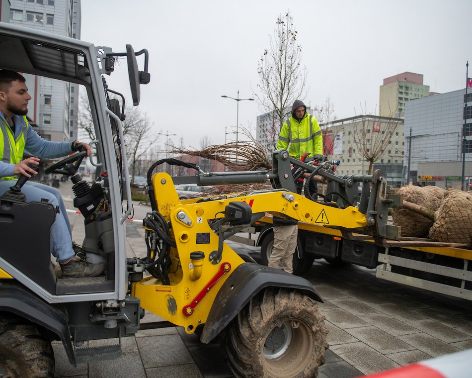Łódź. Różowa aleja w centrum. Przy Piłsudskiego trwają nasadzenia wiśni japońskich