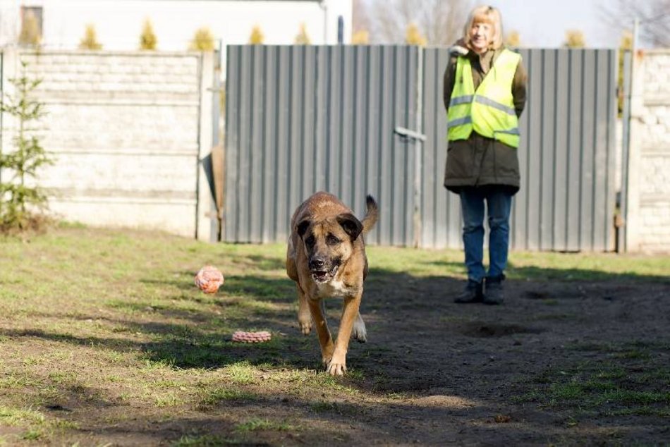 Bemol czeka w schronisku w Łodzi na nowy dom