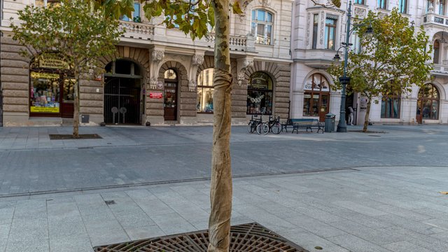 Drzewa w Łodzi gotowe na zimę. Pomogą ją przetrwać specjalne osłony [ZDJĘCIA]