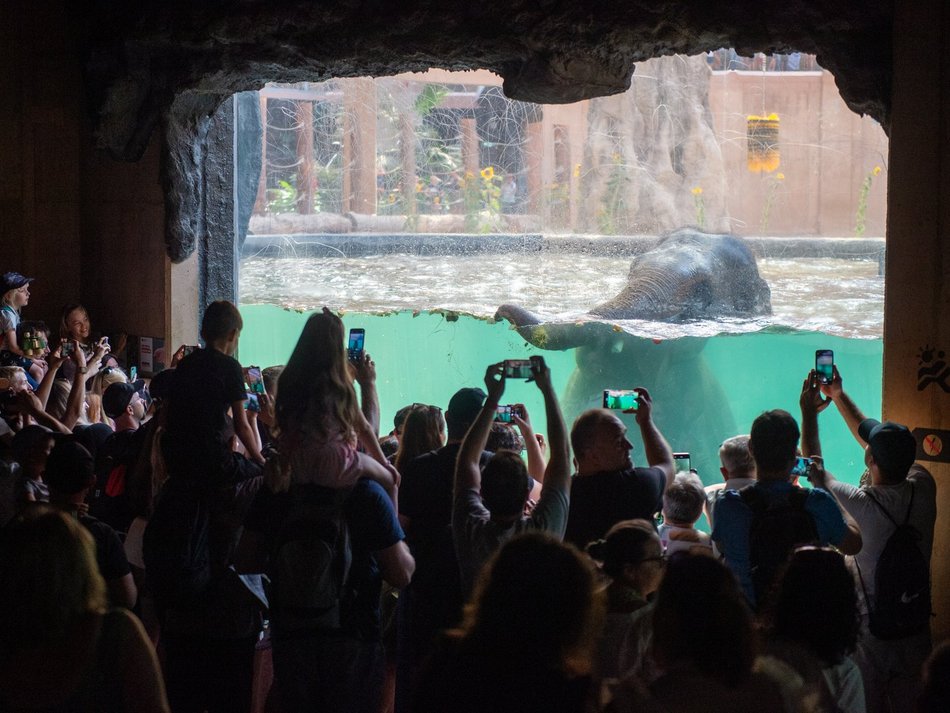 Łódzkie olbrzymy świętują! Dzień Słonia w Orientarium Zoo Łódź