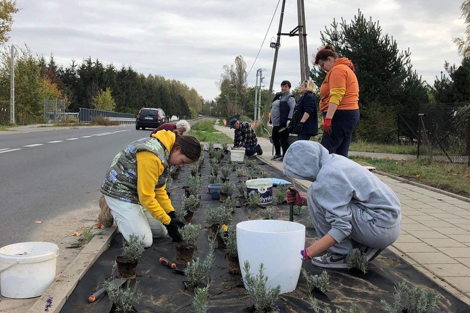 kadry z sadzenia lawendy przy chodniku ulicy Prądzyńskiego