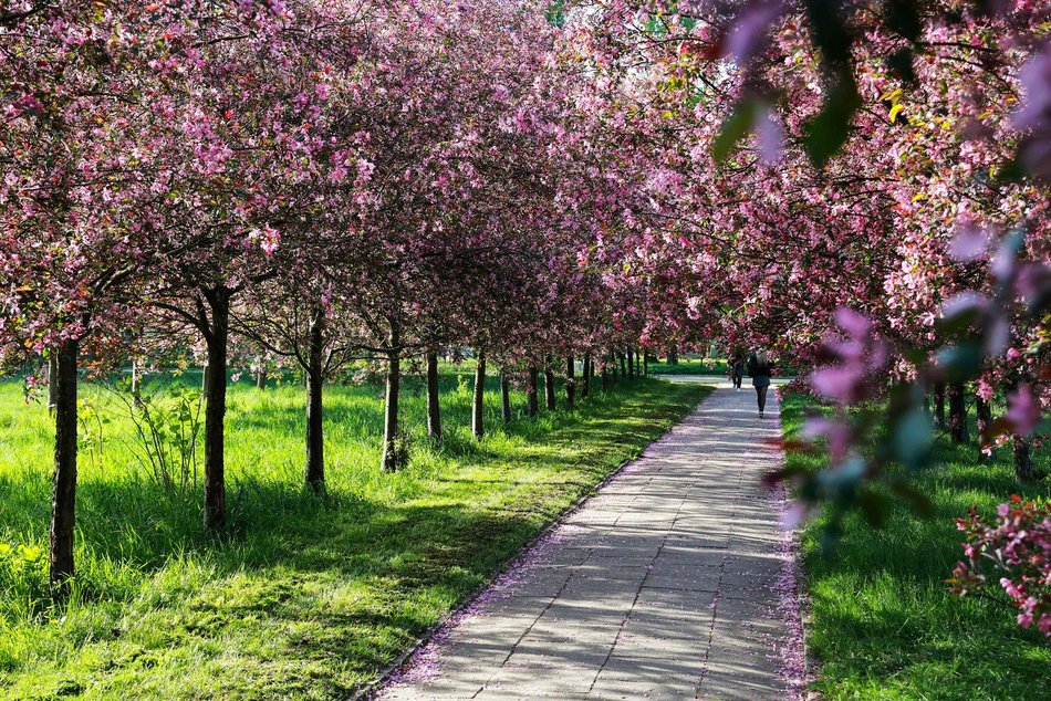 Czy to Japonia? Nie, to kwitnące jabłonie przy kampusie Uniwersytetu Łódzkiego!