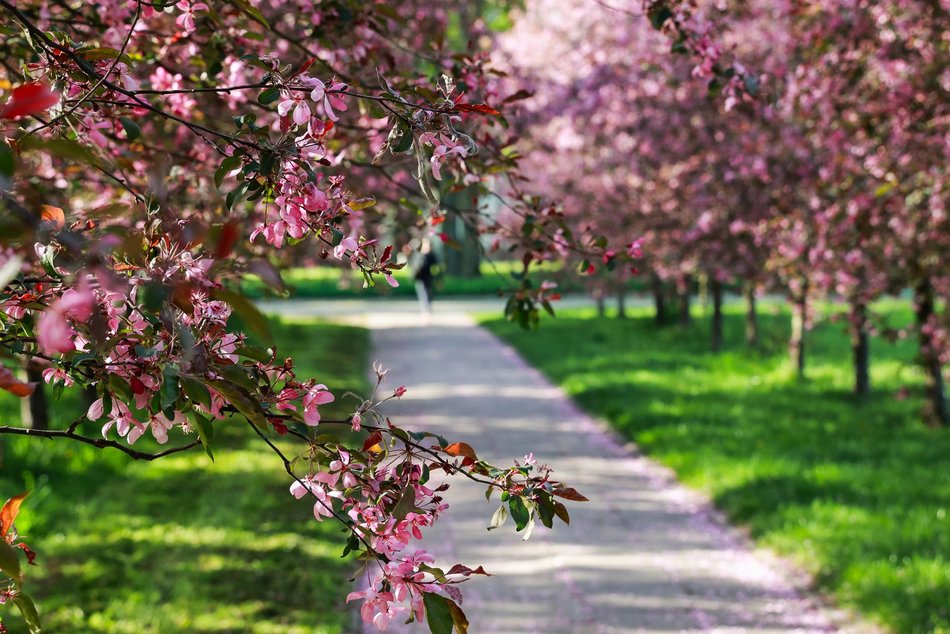 Czy to Japonia? Nie, to kwitnące jabłonie przy kampusie Uniwersytetu Łódzkiego!