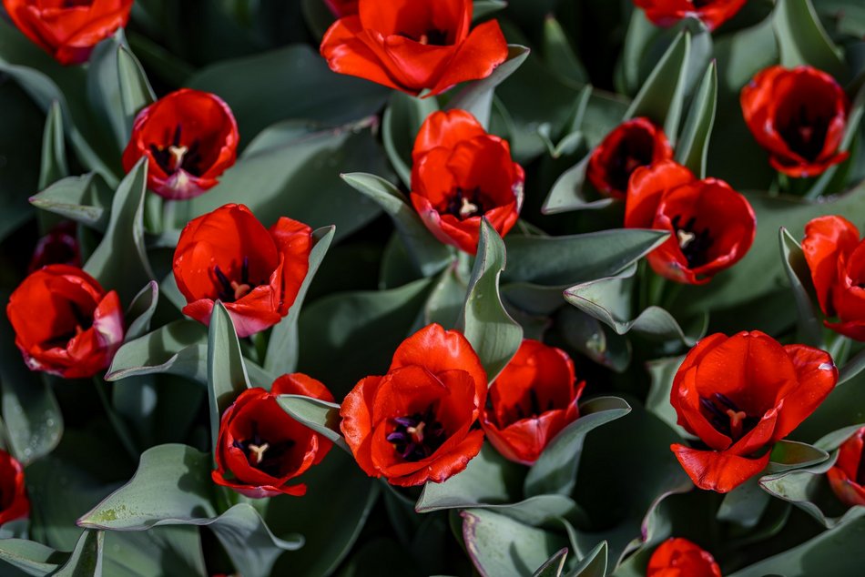 Morze tulipanów w Ogrodzie Botanicznym w Łodzi. Nie możesz tego przegapić