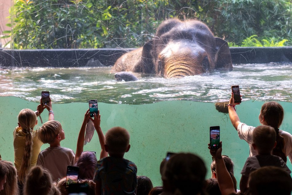 Łódź. Co robić w długi weekend w Łodzi? Kino pod chmurką, Rave for Dogs, Targ Staroci, wegański festiwal kulinarny