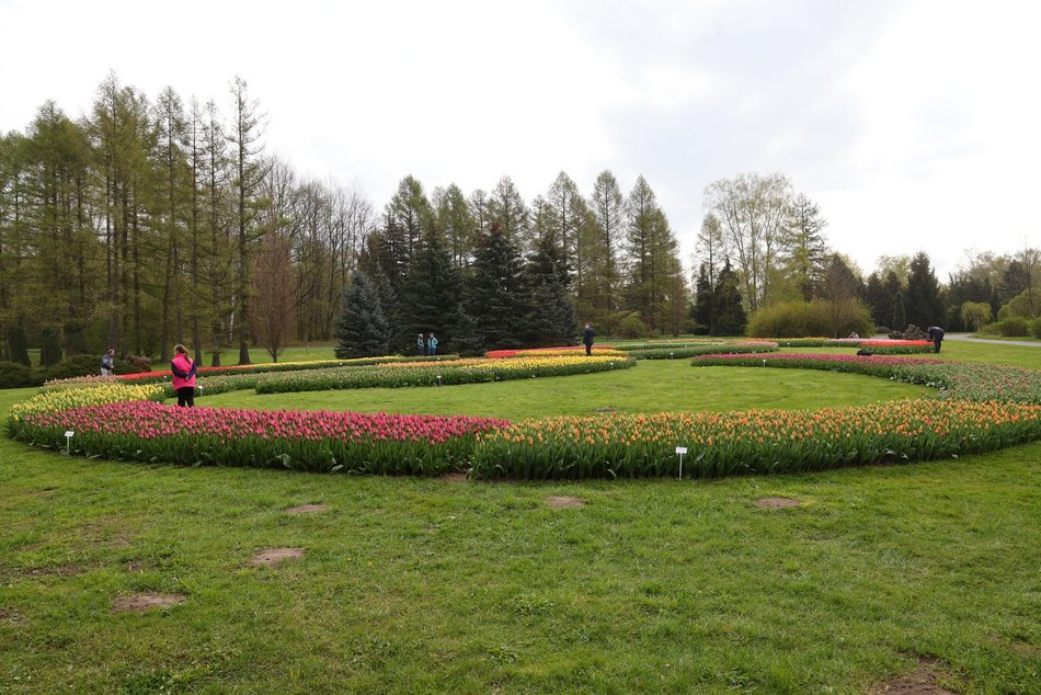 Ponad 50 tys. tulipanów możemy zobaczyć w Ogrodzie Botanicznym w Łodzi!
