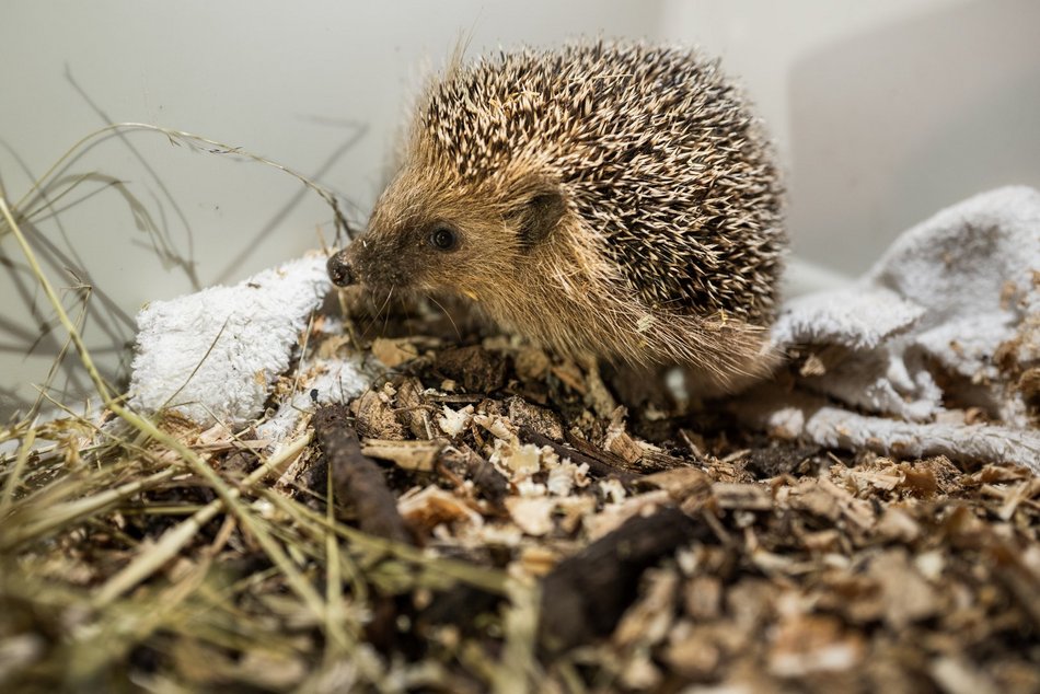 Zwierzęta w Ośrodku Rehabilitacji Dzikich Zwierząt w Łodzi
