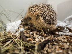 Zwierzęta w Ośrodku Rehabilitacji Dzikich Zwierząt w Łodzi