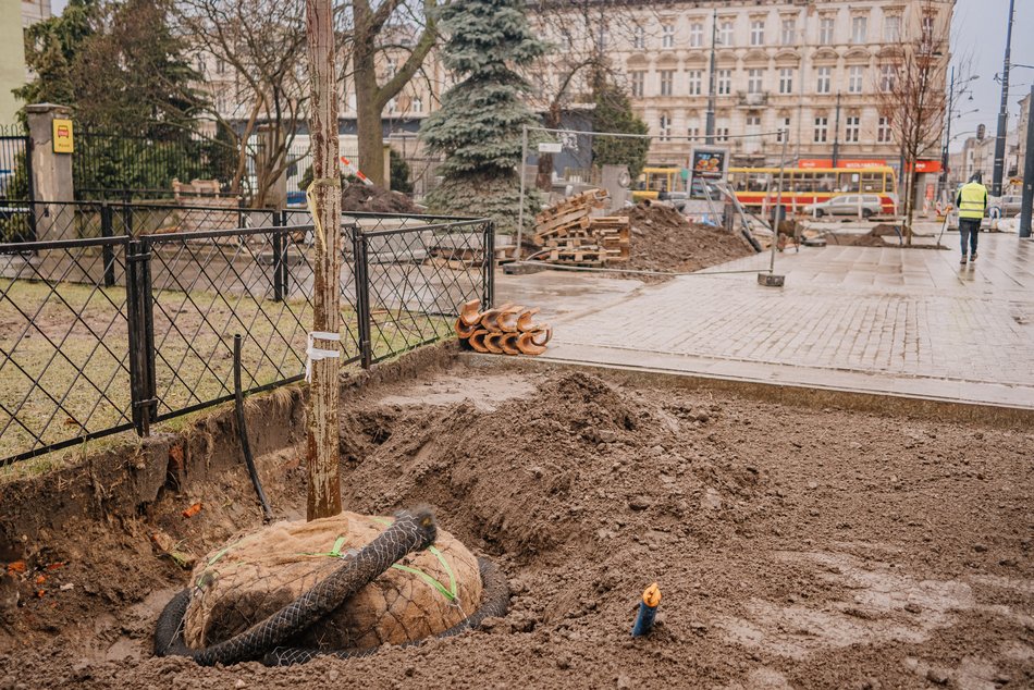 Sadzenie drzew na ul. Legionów przy placu Wolności
