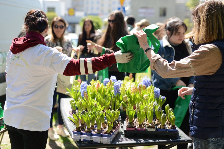 sadzenie zieleni na skwerze
