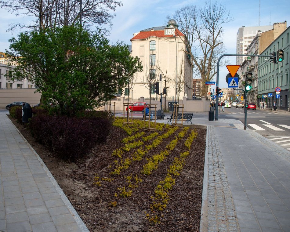 Łódź. Więcej zieleni przy Gdańskiej i Zamenhofa. Nowe rośliny już zdobią ulice