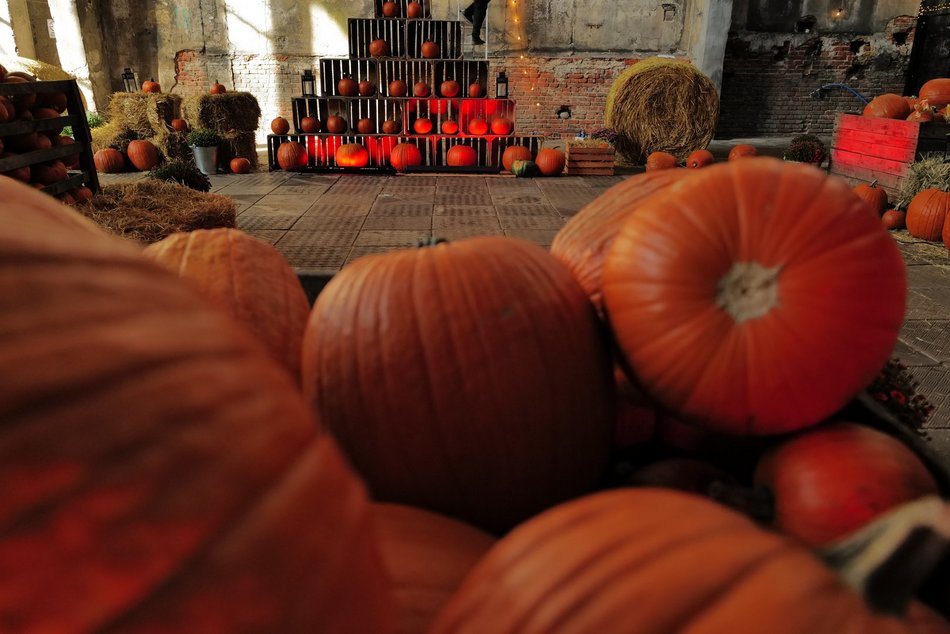 Farma Dyniowa w Fuzji. Poczuj klimat jesieni w centrum Łodzi!