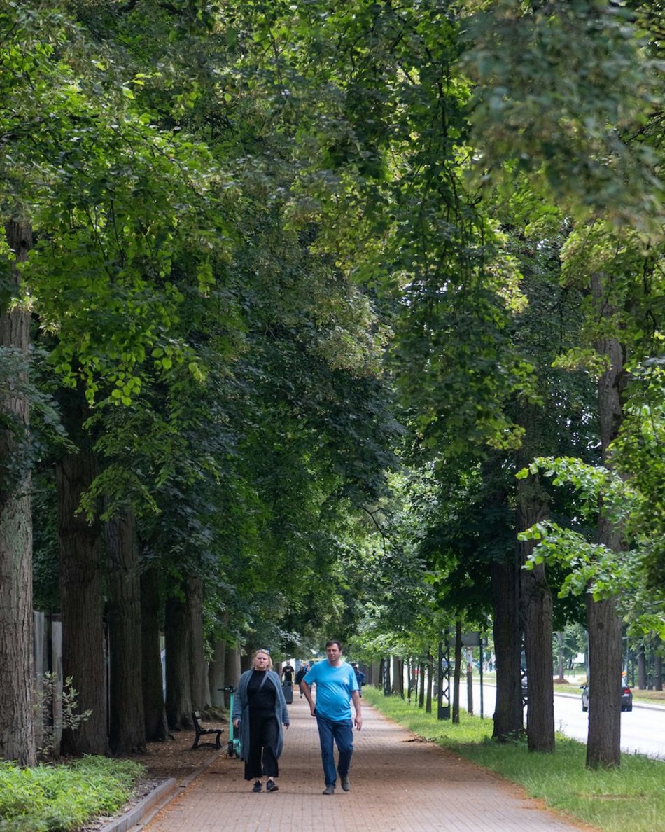 Łódź. Lipowa aleja w parku na Zdrowiu. Zielone serce Łodzi