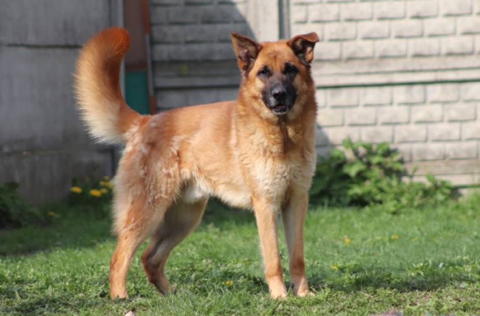 Łódź. Pies Baster ze schroniska w Łodzi