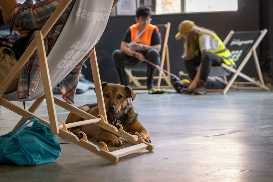 Łódź. Gastro dla schroniska w Łodzi. Tak się łączy miłość do jedzenia, muzyki i zwierząt!