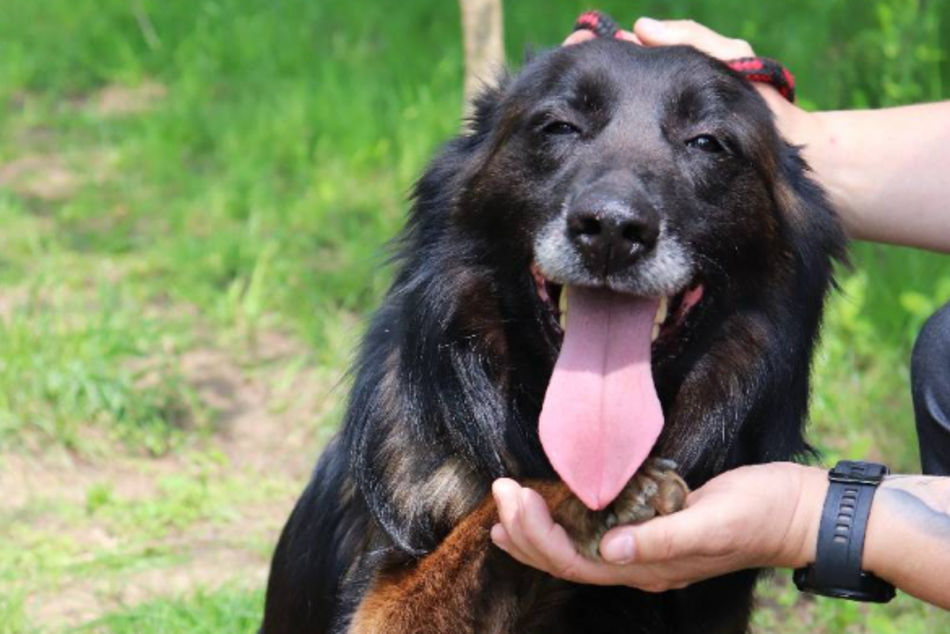 Łódź. Remi ze schroniska w Łodzi przez miesiąc była sama w opuszczonym mieszkaniu. Przygarniesz ją?