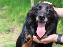 Łódź. Remi ze schroniska w Łodzi przez miesiąc była sama w opuszczonym mieszkaniu. Przygarniesz ją?