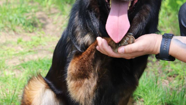 Remi ze schroniska w Łodzi przez miesiąc była sama w opuszczonym mieszkaniu. Przygarniesz ją?