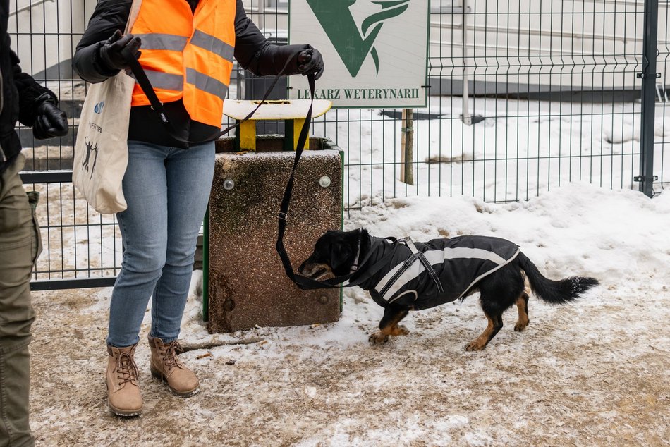 Łódź. Psy ze schroniska w Łodzi znów na spacerze! Dla tych wesołych pyszczków aż chce się chodzić!