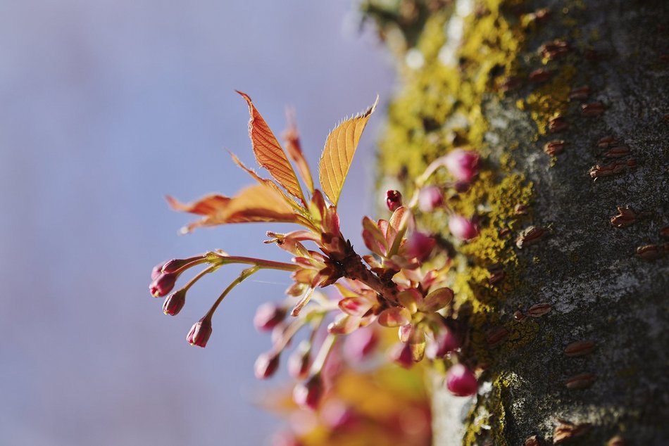 Łódź. Zobacz, jak skwer przy Kilińskiego i Rewolucji w Łodzi mieni się wszystkimi kolorami wiosny