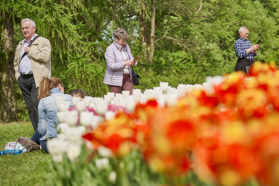 Kwitnące tulipany w Ogrodzie Botanicznym w Łodzi