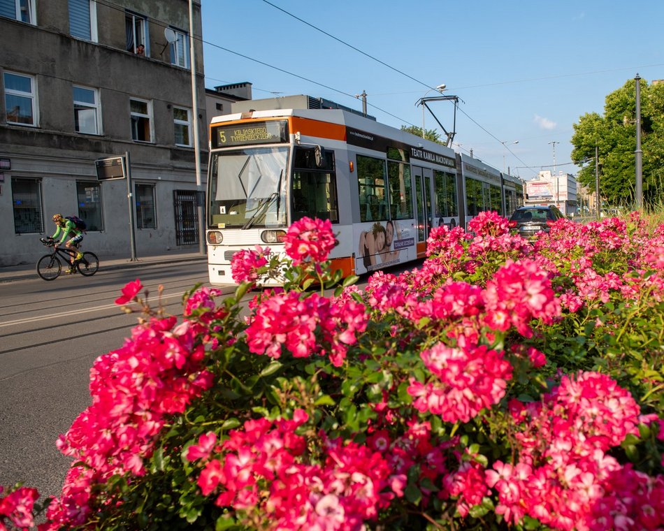 Róże na ulicach Łodzi