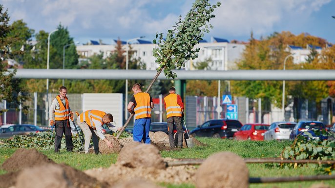 Sadzenie drzew w Łodzi