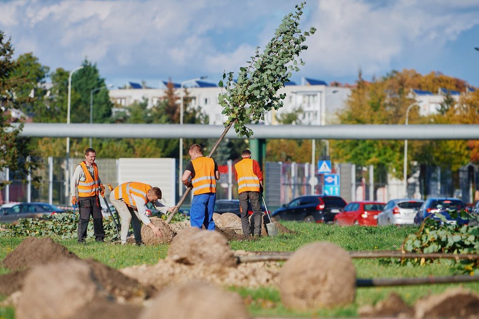 Sadzenie drzew w Łodzi