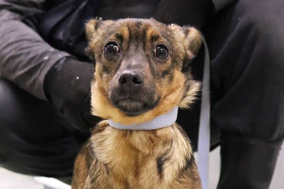 Schronisko w Łodzi. Zwierzęta, które trafiły tam w święta