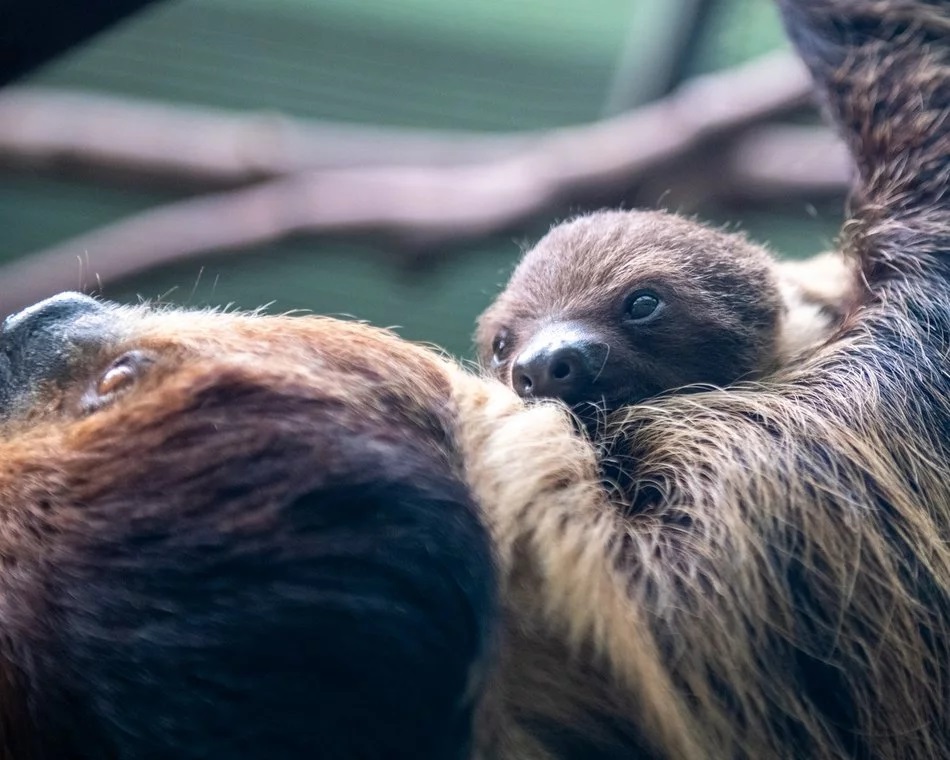 Łódź. Znamy płeć leniwca z Orientarium Zoo Łódź