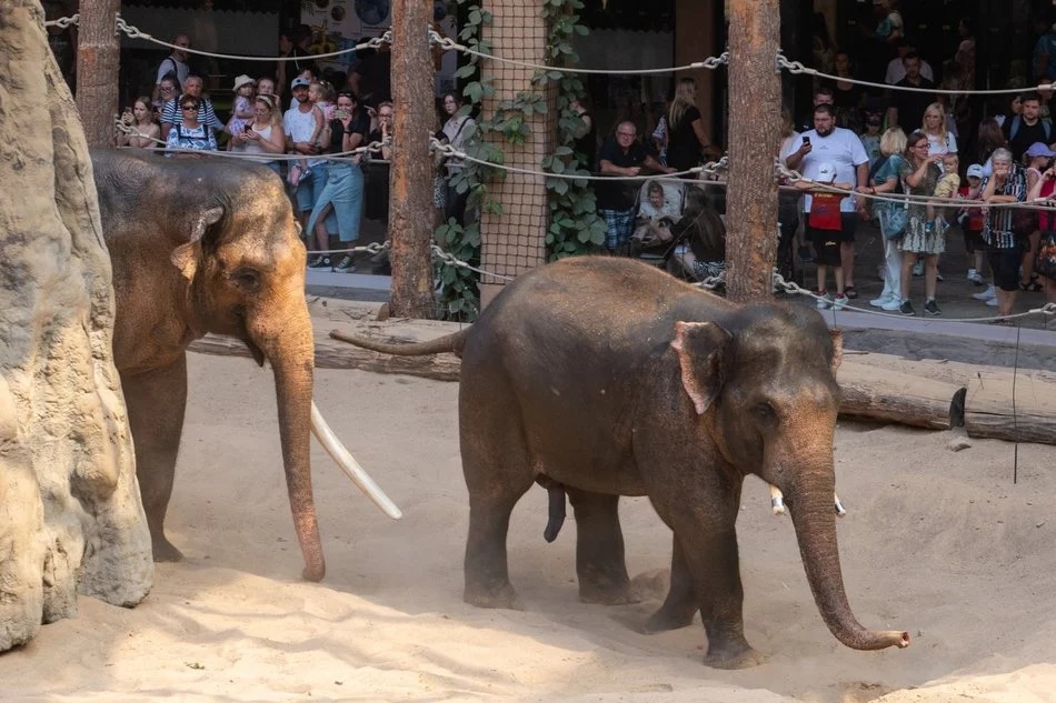 Łódź. Działo się w Orientarium Zoo Łódź! To były wakacje pełne przygód