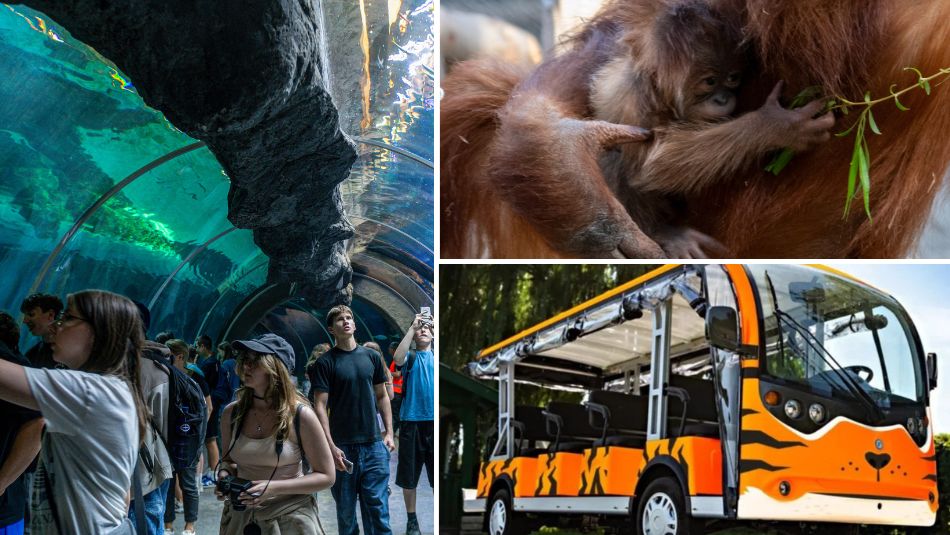 Majówka w Orientarium Zoo Łódź. Nowa zniżka, melex tygrysek, malutki orangutan